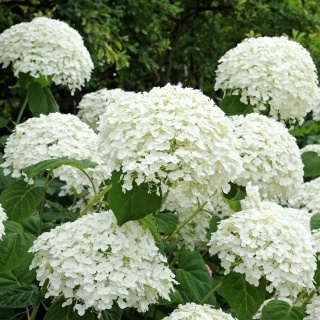 Hortensja drzewiasta Strong Anabelle 2L