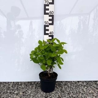 Hortensja krzewiasta Annabelle Strong 3L