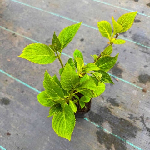 Hortensja ogrodowa 'Otaksa' P9(0,5L)