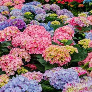 Hortensja ogrodowa 'Otaksa' P9(0,5L)