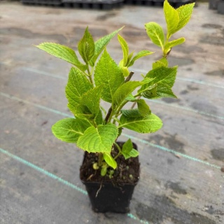 Hortensja ogrodowa 'Otaksa' P9(0,5L)