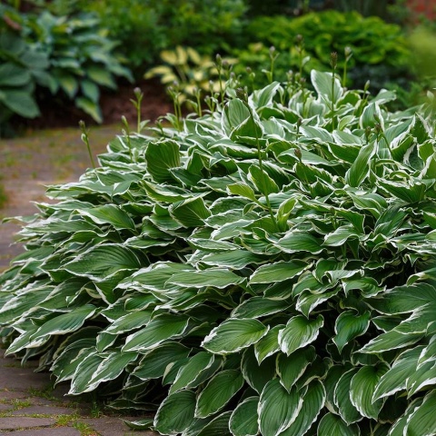 Hosta Albamarginata 2L