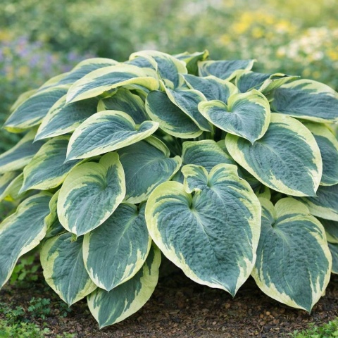 Hosta American Hallo 2L