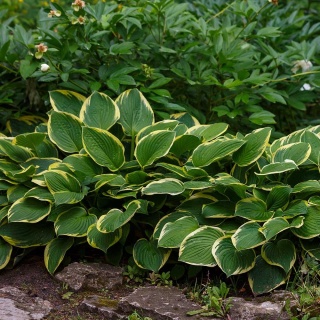 Hosta Aureomarginata 2L