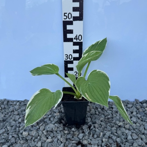 Hosta France 2L