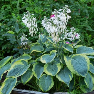 Hosta Frances Williams 2L