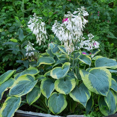Hosta Frances Williams 2L