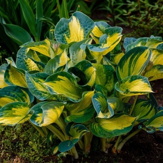 Hosta Gold Standard 2L