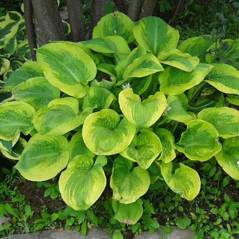 Hosta Guacamole 2L