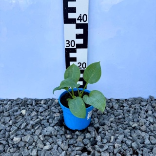 Hosta Halcyon 1,5L