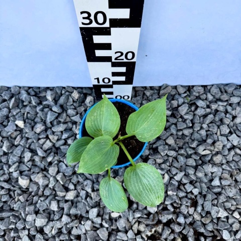 Hosta Halcyon 1,5L