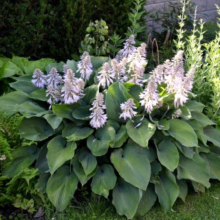 Hosta Halcyon 2L