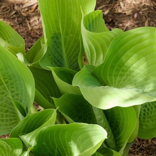 Hosta Invincible 2L
