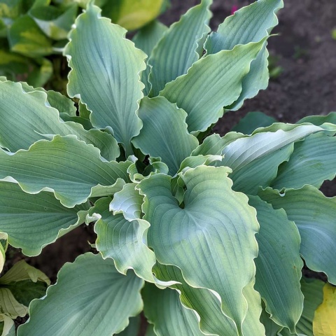 Hosta Waterslide 1,5 L