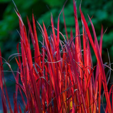 Imperata cylindryczna Red Baron P9(0,5L)