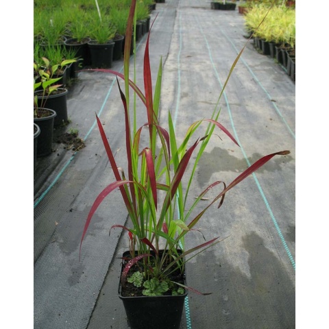 Imperata cylindryczna Red Baron P9(0,5L)