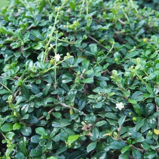 Irga Dammera Major 2L