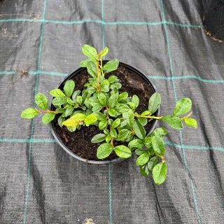 Irga Dammera Major 2L