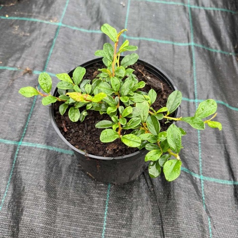 Irga Dammera Major 2L