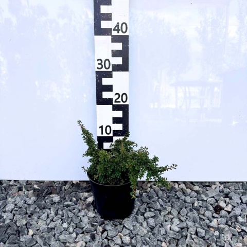 Irga drobnolistna Cooperi 2L