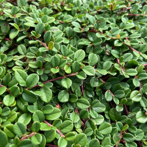 Irga płożąca Queen of Carpets 2L