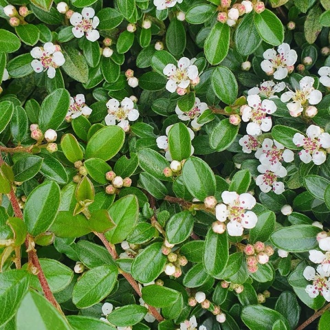 Irga rozesłana Eichholz P11(1L)