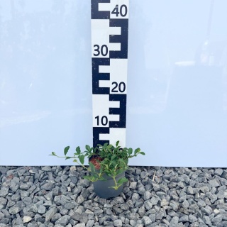 Irga szwedzka Coral Beauty 2L