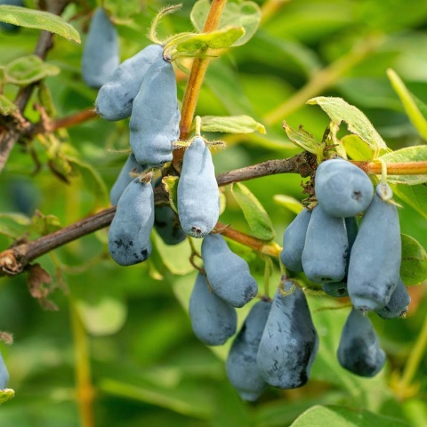 Jagoda kamczacka Honey Bee P9(0,5L)