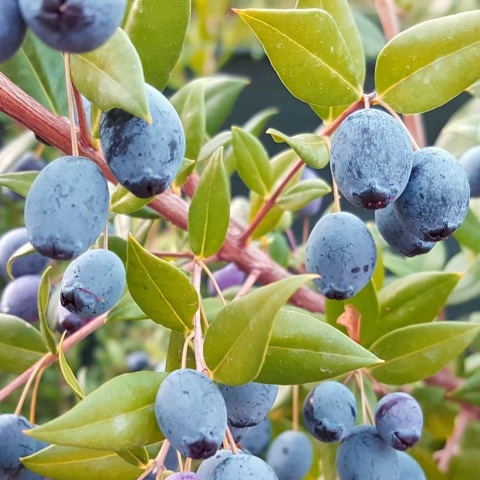 Jagoda kamczacka Indigo Gem P9(0,5L)