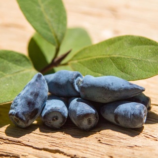 Jagoda kamczacka Leningradskij Velikan P9(0,5L)