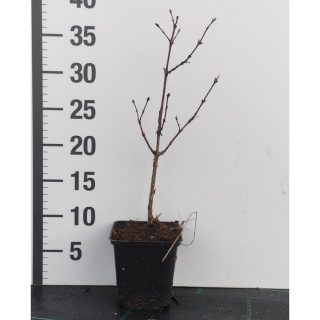 Jagoda kamczacka Leningradskij Velikan P9(0,5L)