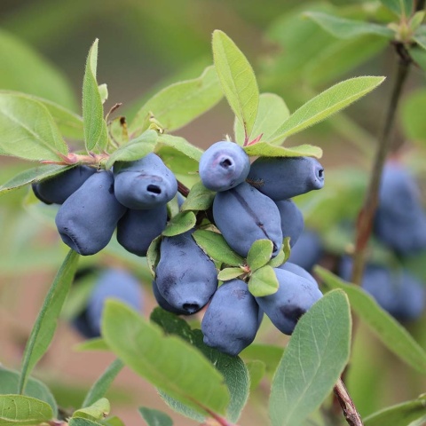 Jagoda kamczacka Wojtek P9(0,5L)