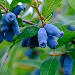 Jagoda kamczacka Zojka P9(0,5L)