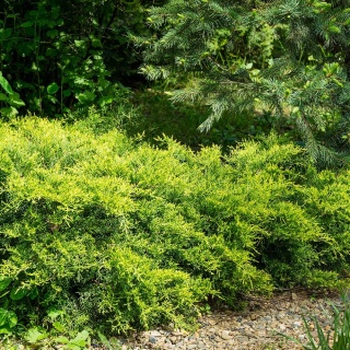 Jałowiec Pfitzera Gold Coast 2L