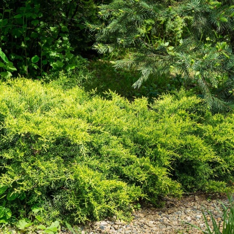 Jałowiec Pfitzera Gold Coast 2L