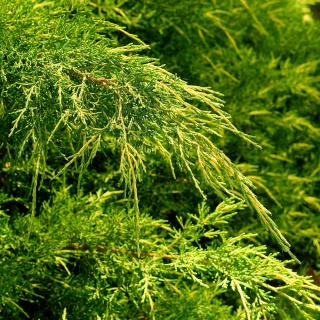 Jałowiec Pfitzera Gold Coast 2L