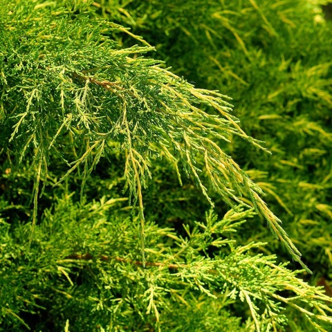 Jałowiec Pfitzera Gold Coast 2L