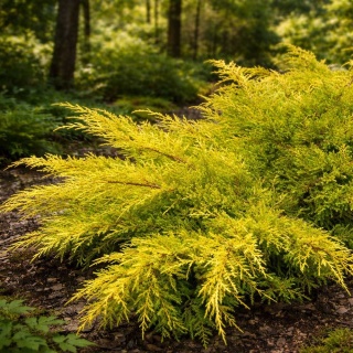 Jałowiec Pfitzera Golden Kissen 2L