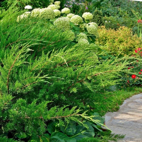 Jałowiec Pfitzera Mint Julep 2L