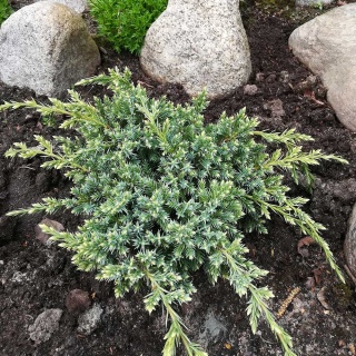 Jałowiec łuskowaty Holger 2L