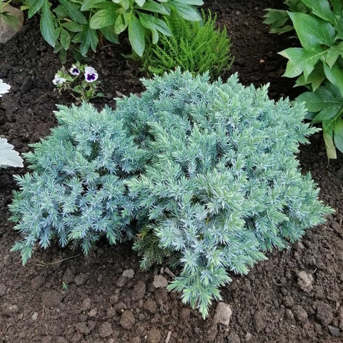 Jałowiec łuskowy Blue Star 2L