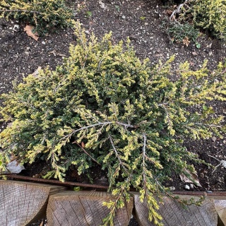 Jałowiec płożący Andora Compacta 2L