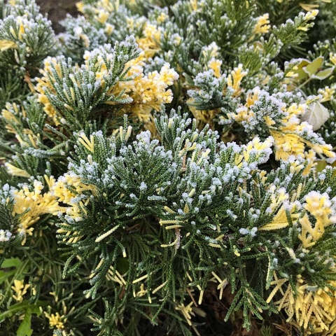 Jałowiec płożący Andora Variegata 2L