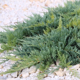 Jałowiec płożący Blue Chip 2L