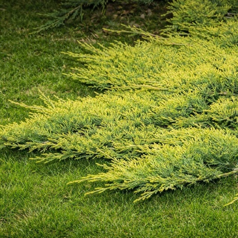 Jałowiec płożący Golden Carpet 2L