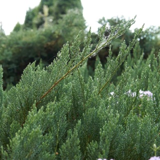 Jałowiec płożący Prince of Wales 2L