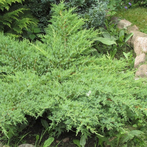 Jałowiec pospolity Green Carpet 2L