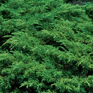 Jalowiec pospolity Repanda 2L