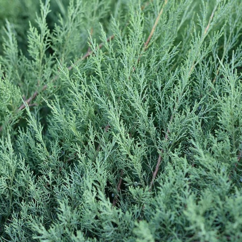 Jałowiec sabiński Blue Donau 2L