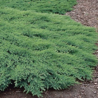 Jałowiec sabiński Rockery Gem 2L